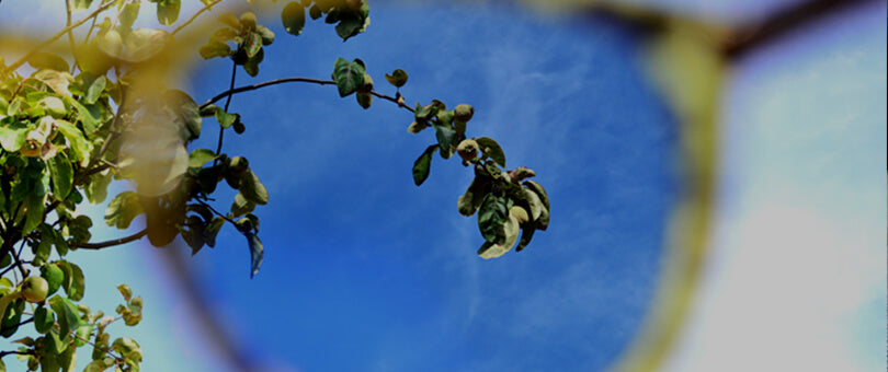 Anteojos de sol mostrando cómo se ve la naturaleza a través del polarizado