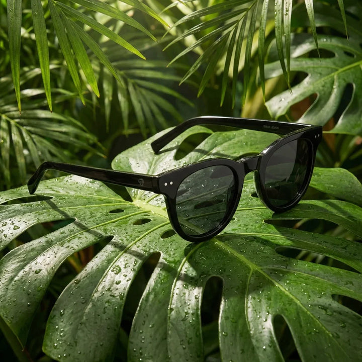 Lentes sol Meli polarizados bio-acetato negro composicion botanica monstera tropical biodegradable Bonoboss #editorial_grid2 #color_negro