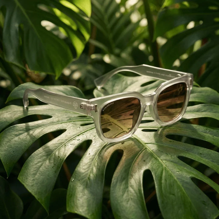 Lentes sol Osorno RPET polarizados reciclado transparente composicion botanica monstera tropical sustentable Bonoboss #editorial_grid2 #color_transparente