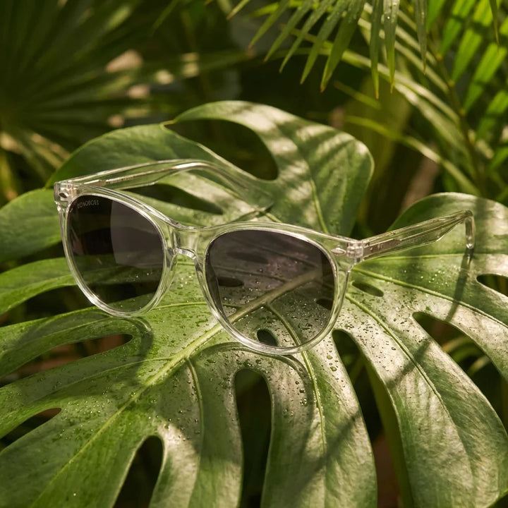 Lentes sol Hanga Roa polarizados bio-acetato transparente composicion botanica monstera tropical biodegradable Bonoboss #editorial_grid2 #color_transparente