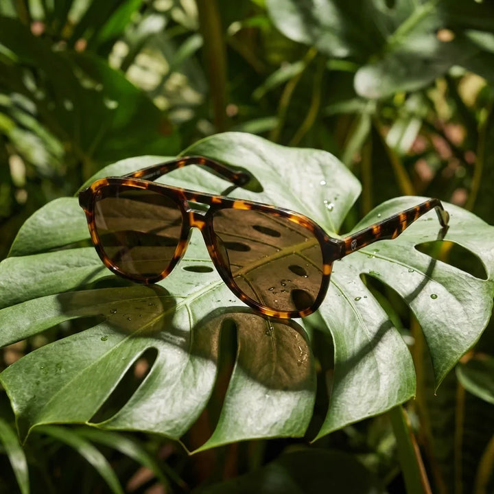 Lentes sol Orson polarizados bio-acetato biodegradable carey sobre hoja monstera botanica tropical Bonoboss #editorial_grid2 #color_carey